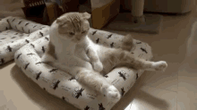 Why Even Bother? GIF - Cat Kitty Weird GIFs