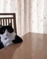 a black and white cat is sitting on a table .