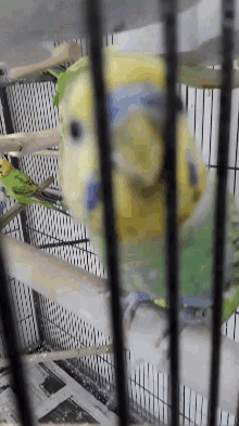 Bird Parakeet GIF - Bird Parakeet GIFs