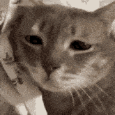 Sad Kitty Sad Cat GIF - Sad Kitty Sad Cat Cat GIFs