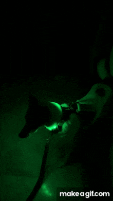 a person is holding a dog on a leash in a dark room with a green light behind them