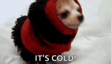 Its Cold Dogs GIF - Its Cold Dogs Pets GIFs