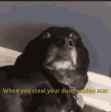 Not Me Dog GIF - Not Me Dog Steal GIFs
