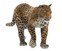 a leopard is walking on a white background with its eyes closed