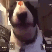 Dog Half Life GIF - Dog Half Life Valve GIFs