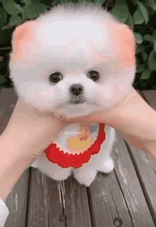 Cute Toy GIF - Cute Toy Dog GIFs