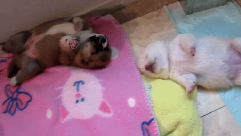 Sleepy Puppies GIF - Cute Puppies Sleeping - Discover & Share GIFs