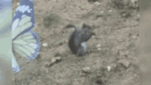 Squirrel Delicious GIF - Squirrel Delicious Faint GIFs
