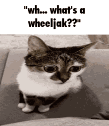 Wheeljak Funny GIF - Wheeljak Funny Cat GIFs
