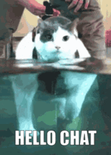 Hello Cat GIF - Hello Cat Hello Chat GIFs