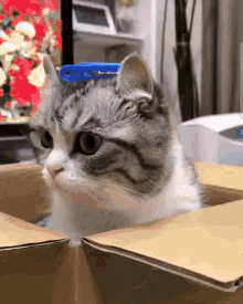 a cat is sitting in a cardboard box with a blue comb on its head .