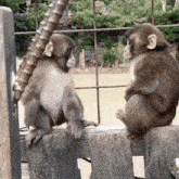 Monkey Hug GIF - Monkey Hug GIFs