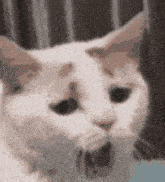 a white cat is looking at the camera with a sad look on its face .