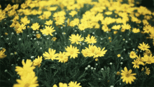 Flowers Yellow GIF - Flowers Yellow GIFs