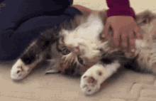a cat is laying on its back and being petted by a person