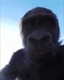 a gorilla is taking a selfie with a camera .