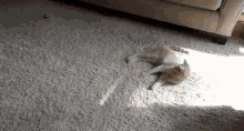 Cat Laser Dodge GIF