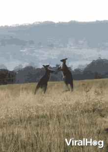 fighting kangaroos viralhog kangaroo kicking fight