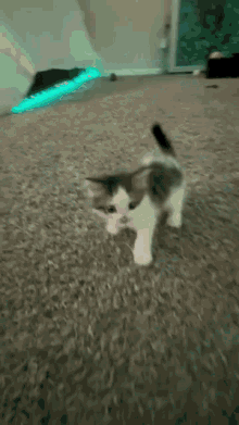 Cat Jump GIF - Cat Jump Happy GIFs