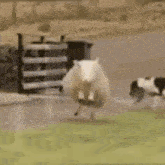 a white car is parked on the side of the road next to a sheep .