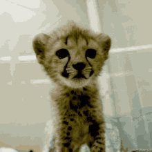 Kitten Cheetah GIF - Kitten Cheetah Cute GIFs