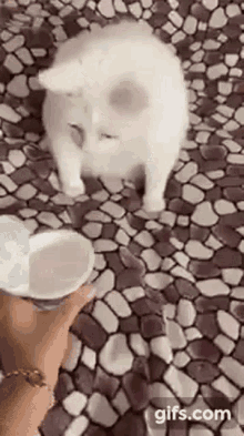 cat kitten smell sour cream