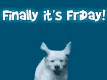 Finally Its Friday Dog GIF - Finally Its Friday Its Friday Dog GIFs