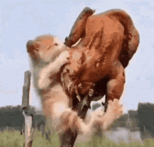 GIF
