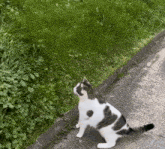 Clumsy Cat GIF - Clumsy Cat Kitty GIFs