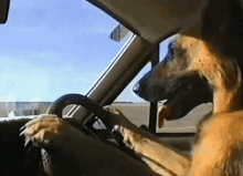driving dog