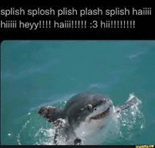 Splish Splash Shark Meme GIF