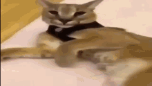 Floppa Memes GIF - Floppa Memes Big Russian Cat - Discover & Share