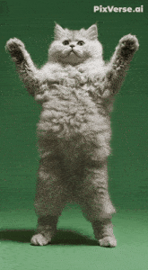 a cat standing on its hind legs on a green background with pixverse.ai written on the bottom