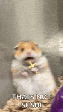 a hamster holding a cross with the words thats not sushi below it