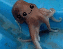 Silly Octopus GIF - Silly Octopus Ocean GIFs