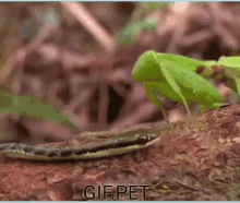 preying mantis eating snake