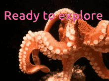 Octopus Curious GIF