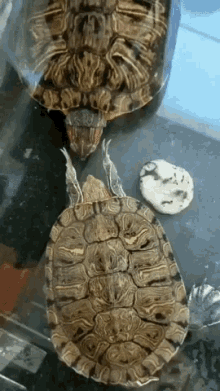 Coccolina Slapping Turtles GIF