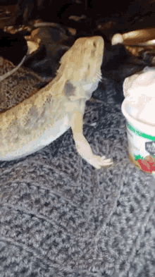 Can Bearded Dragons Eat Yogurt GIF