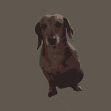 a brown dachshund is sitting on a brown background
