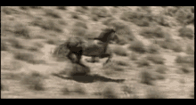 Wild Wild Mustang GIF - Wild Wild Mustang Horse GIFs