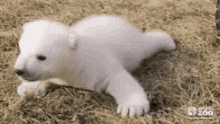 Bear White Bear GIF