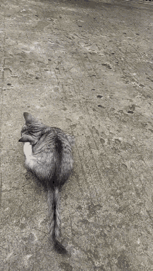 Gatel Kucing GIF - Gatel Kucing Lucu GIFs