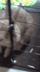 a blurred image of a cat behind a glass cage