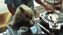 Scratch Doggie GIF - Dj Dog Pug GIFs