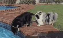 Dog Teamwork - Teamwork GIF - Teamwork Dog Teamwork Dogs GIFs