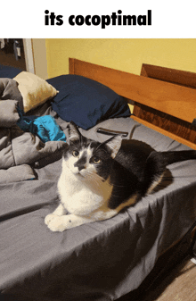 a black and white cat laying on a bed next to a caption that says its cocoptimal
