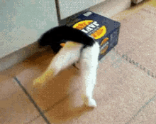 Helpz Me GIF - Cat Stuck Box GIFs