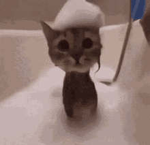 This Cat GIF - This Cat Is GIFs