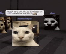 Uncanny Cat GIF - Uncanny Cat Uncanny Cat GIFs